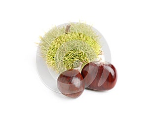 Fresh sweet edible chestnuts on white background