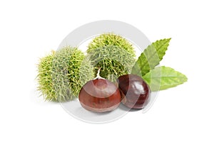 Fresh sweet edible chestnuts on white background