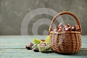 Fresh sweet edible chestnuts in wicker basket on blue wooden table. Space for text