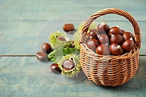 Fresh sweet edible chestnuts in wicker basket on blue wooden table. Space for text