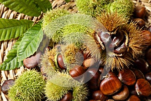 Fresh sweet edible chestnuts on wicker mat