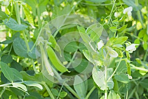 Fresh sweet green pea pod with flowers, growing young sugar snap peas in the garden, outdoors