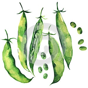 Fresh sweet green pea pod, peas, young sugar snap peas, isolated, hand drawn watercolor illustration on white