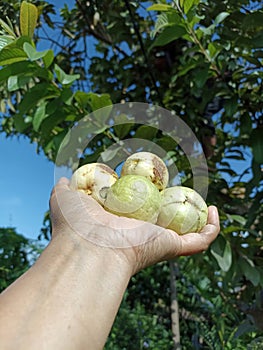 Fresh and sweet guava fruit from the tree in hand. Harvesting from the garden. Hands holding tropical fruits