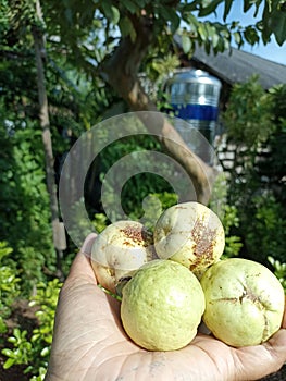 Fresh and sweet guava fruit from the tree in hand. Harvesting from the garden. Hands holding tropical fruits