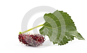 Fresh sweet mulberries  berries and green leaf isolated on white