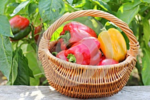 Fresh Sweet Peppers in a Basket in the Garden