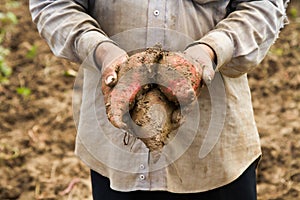 Fresh Sweet potato in farmer hand