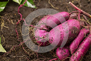 Fresh Sweet potato produce just harvested