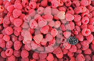 Fresh and sweet raspberries background