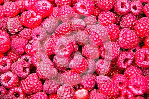 Fresh and sweet raspberry background. Lots of red ripe berries raspberries. Closeup