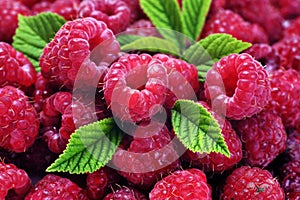 Fresh sweet raspberry background. Ripe raspberries in basket on the table