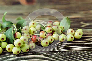 Fresh Sweet Small Apples on Wooden Background