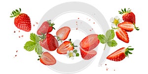 Fresh sweet strawberry berries with flower and leaves flying falling isolated on white background.