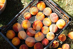 Fresh sweet tasty and juicy peaches fruits on box. Fruit harvest.
