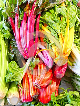 Fresh swiss rainbow chard