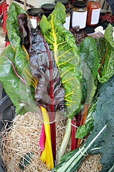 Fresh swiss rainbow chard. Rainbow Chard vegetables. Veins on a leaf of Mangold