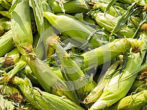 Fresh Taber Corn at the Market