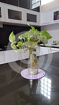 fresh on the table. Black and white seting