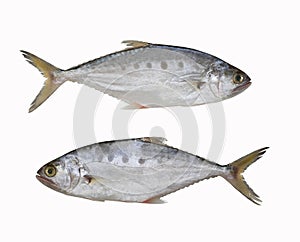 Fresh Talang queenfish fish isolated on white background. photo