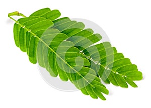 Fresh tamarind leaves isolated on white background