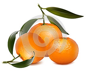 Fresh tangerine fruits with green leaves.