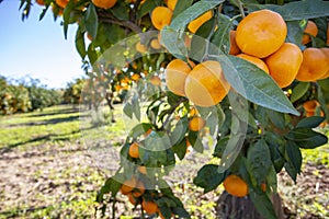 Fresh tangerine tree in garden. Agriculture concept photo