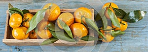 Fresh tangerines in an old box with leaves