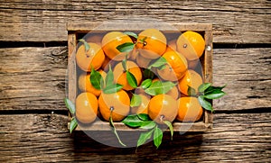 Fresh tangerines in an old box with leaves.