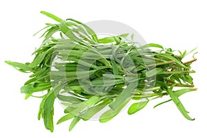 Fresh tarragon herb