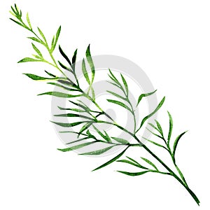Fresh tarragon herb isolated on a white background