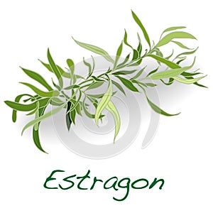 Fresh tarragon herb