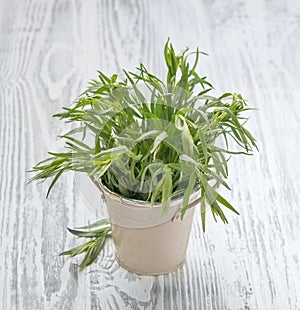 Fresh tarragon herbs in a bunch. Aromatic healthy spices on a light wooden background in a jar