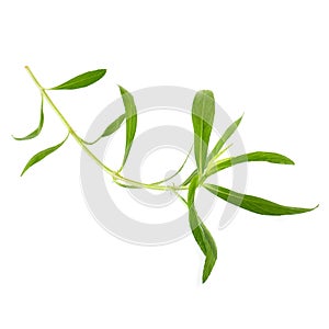 Fresh tarragon herbs, Tarragon herbs close up isolated on white background