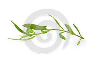 Fresh tarragon herbs, Tarragon herbs close up isolated on white background