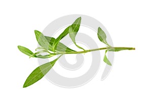 Fresh tarragon herbs, Tarragon herbs close up isolated on white background