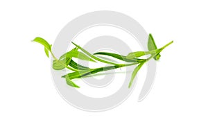 Fresh tarragon herbs, Tarragon herbs close up isolated on white background