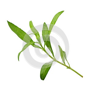 Fresh tarragon herbs, Tarragon herbs close up isolated on a white background