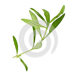 Fresh tarragon herbs, Tarragon herbs close up isolated over white background