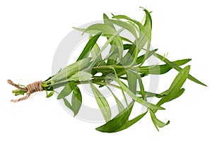 Fresh tarragon herbs, Tarragon herbs close up isolated on white