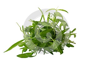 Fresh tarragon herbs, Tarragon herbs close up isolated on white