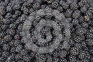 Fresh and tasty blackberries