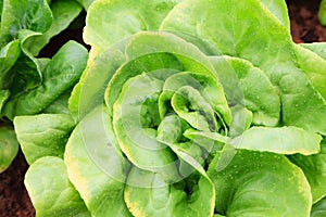 Fresh and tasty lettuce plantation, close up