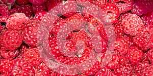 Fresh tasty only plucked wild raspberries. Healthy lifestyle. Vegetarian food