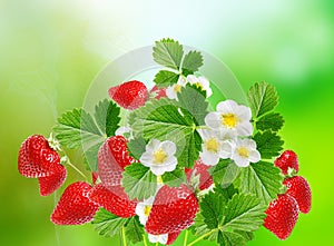 Fresh tasty red strawberries on a summer background