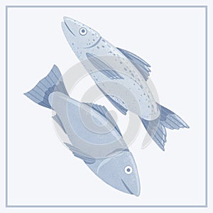 Fresh tasty salmons, sea fishes vector hand drawn illustration isolated on light blue background.