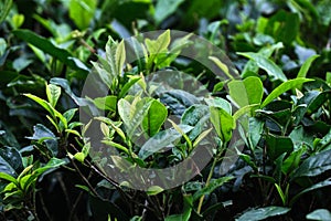 Fresh tea bud leaves.Tea plantations, Darjeeling, West Bengal, India