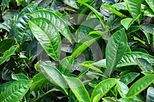 Fresh tea bud leaves.Tea plantations, Darjeeling, West Bengal, India