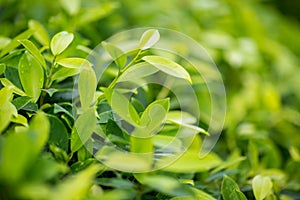 Fresh tea bud and leaves.Tea plantations. natural green plants landscape, ecology, fresh wallpaper concept.