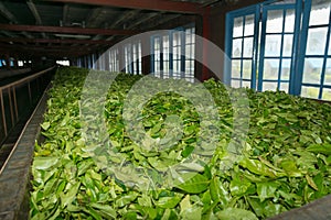 Fresh tea crop drying on tea factory